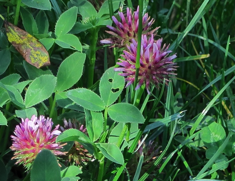 Cows Clover photo 4