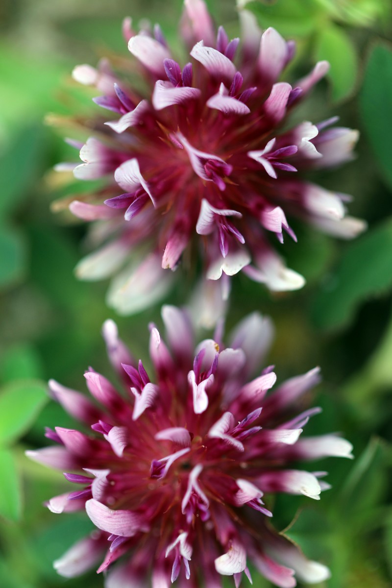 Cows Clover photo 5
