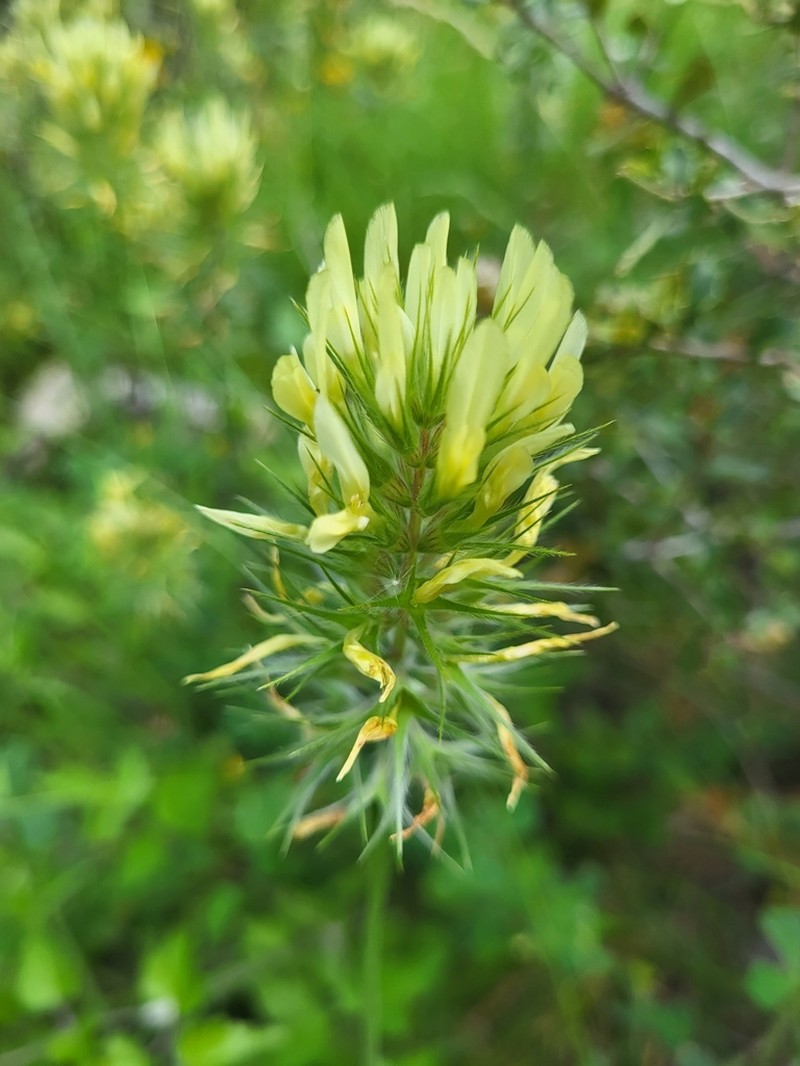 Trifolium xanthinum