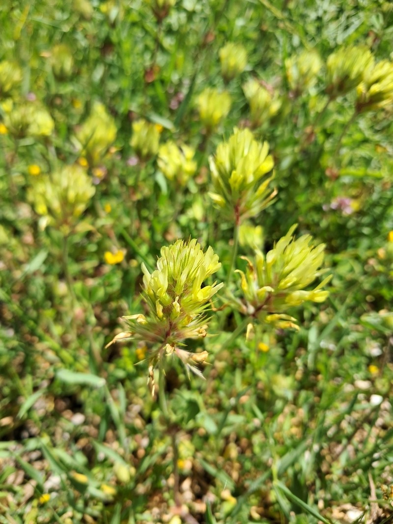 Trifolium xanthinum photo 2