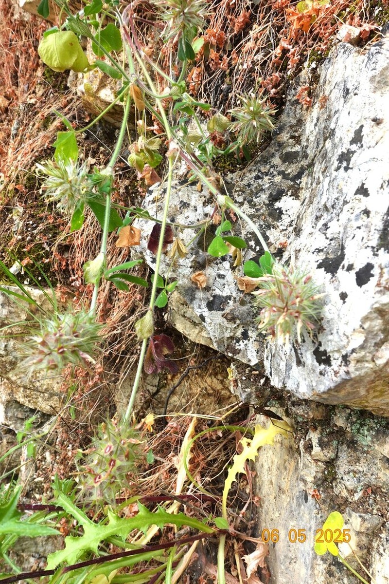Trifolium xanthinum photo 3