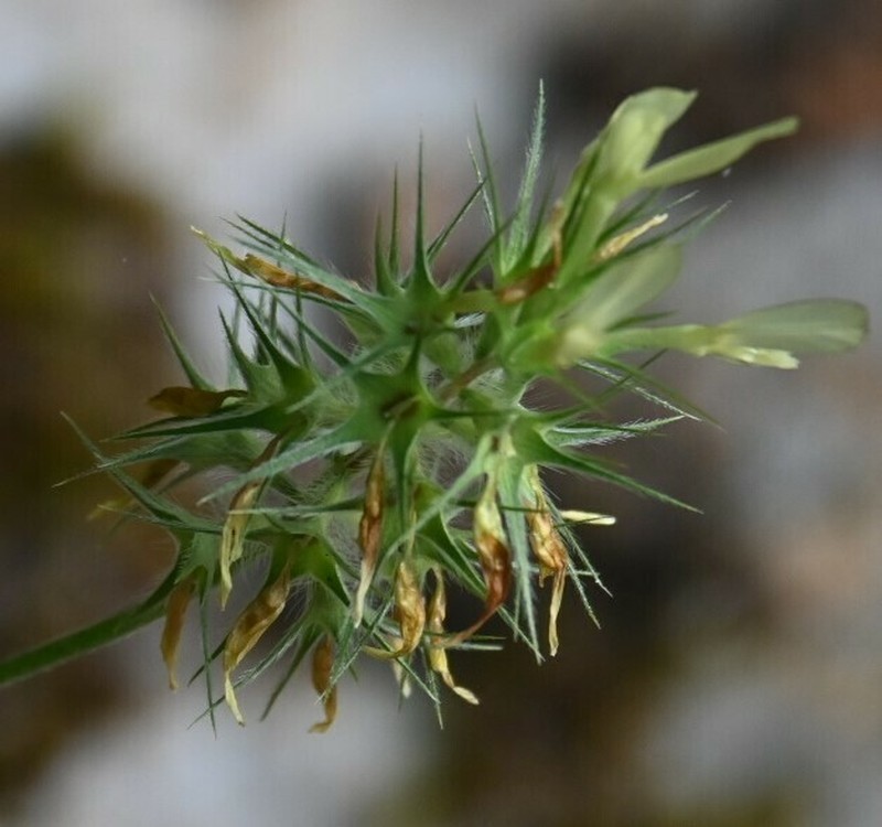 Trifolium xanthinum photo 4