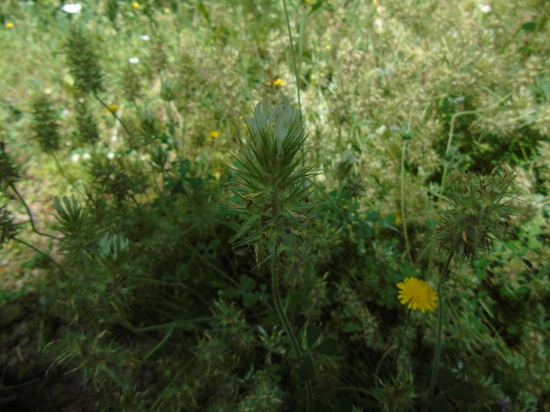 Trifolium xanthinum photo 5