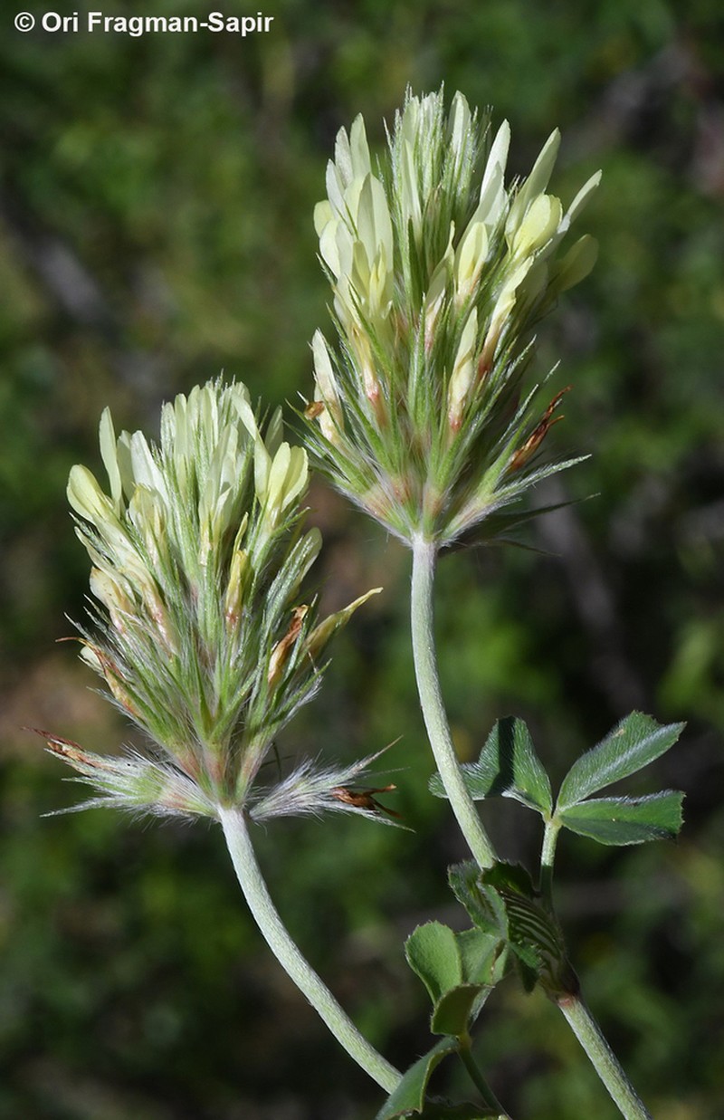 Trifolium xanthinum photo 6