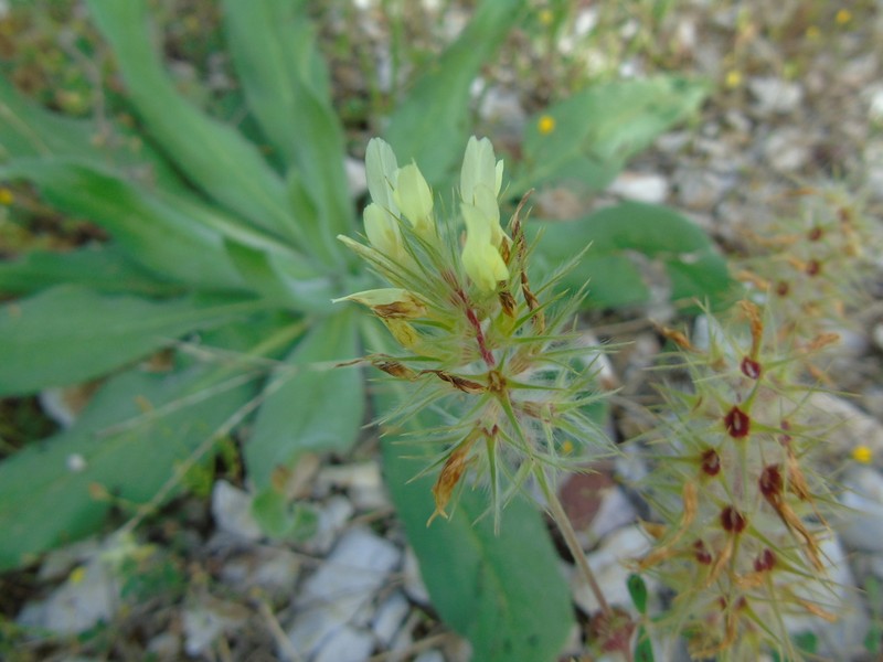 Trifolium xanthinum photo 7