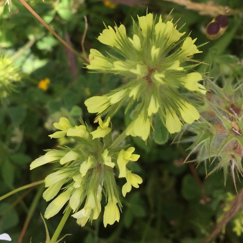 Trifolium xanthinum photo 8