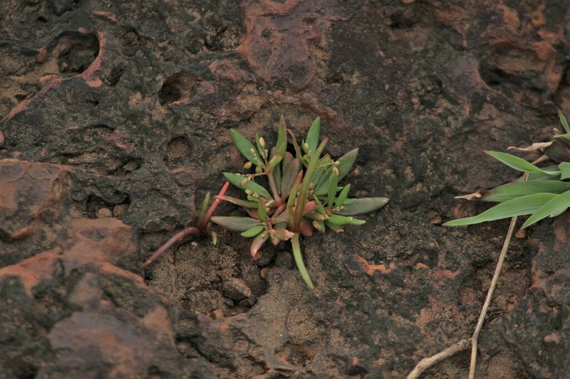 Trigastrotheca rupestris photo 3