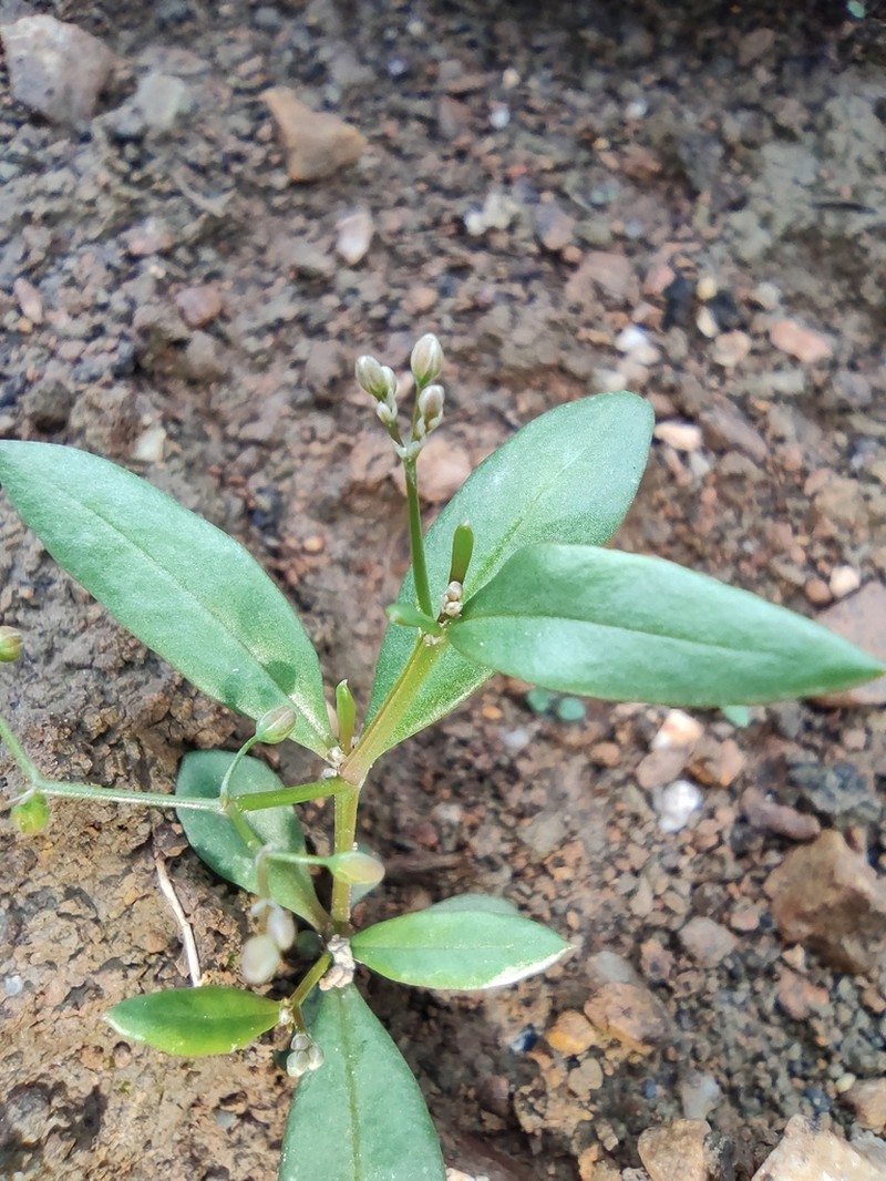 Trigastrotheca stricta photo 3