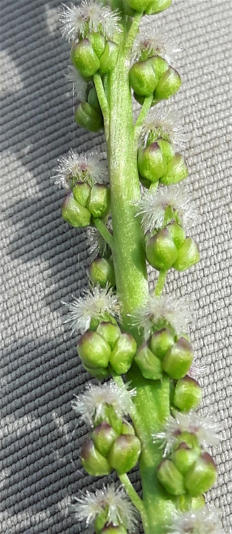 Slender Arrowgrass
