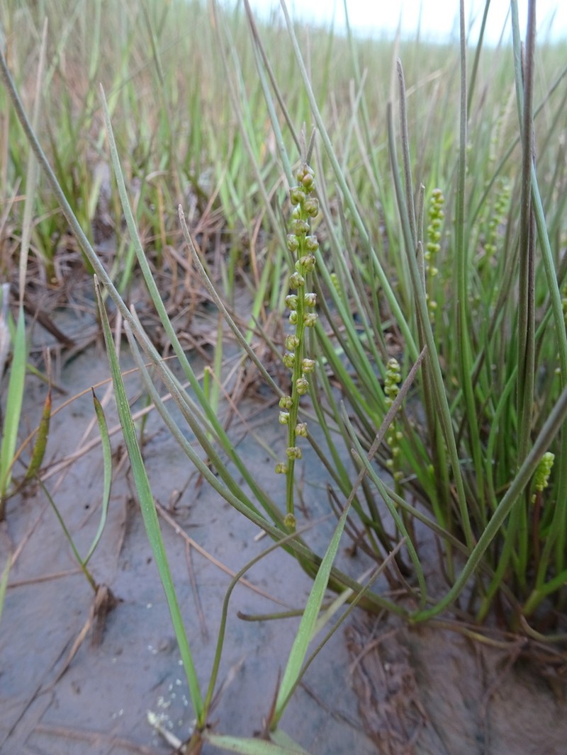 Gaspé Peninsula Arrowgrass