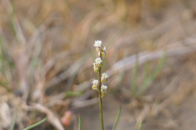 Gaspé Peninsula Arrowgrass photo 6