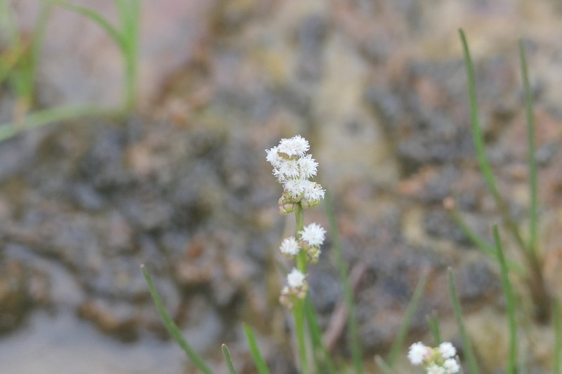 Gaspé Peninsula Arrowgrass photo 8