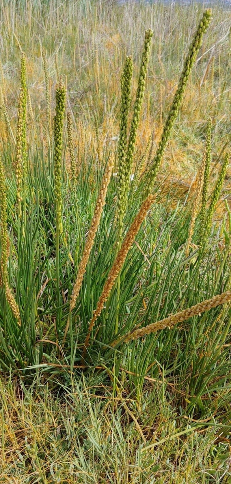 Slender Arrowgrass photo 4