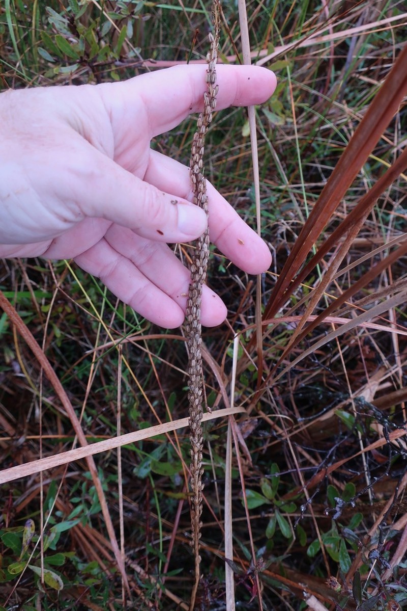 Slender Arrowgrass photo 5