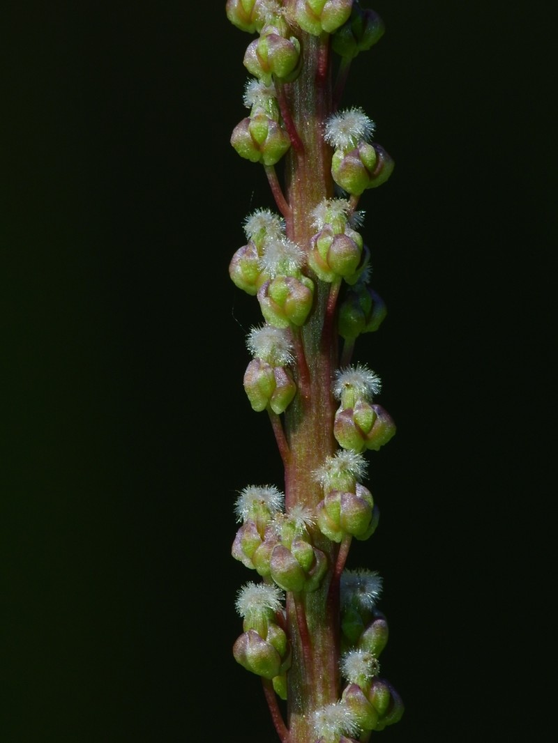 Seaside Arrowgrass