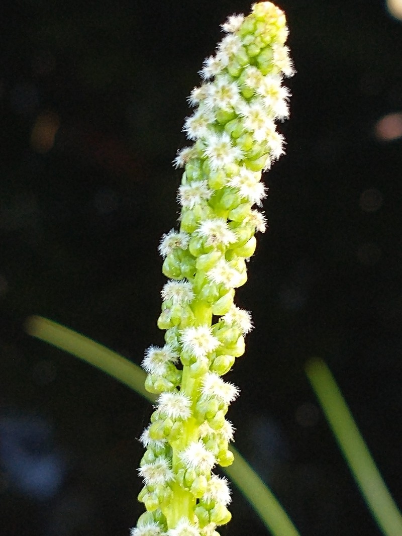 Seaside Arrowgrass photo 2