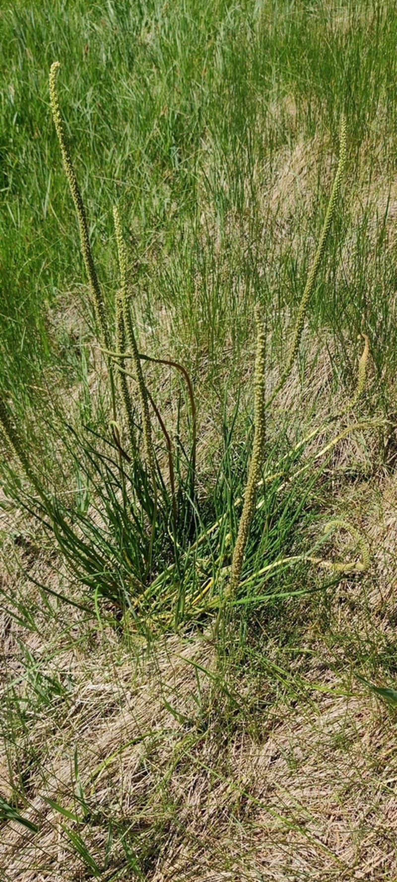 Seaside Arrowgrass photo 3