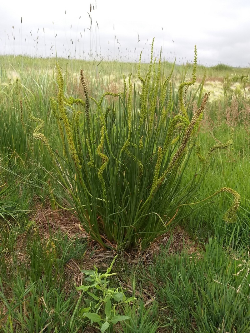 Seaside Arrowgrass photo 7