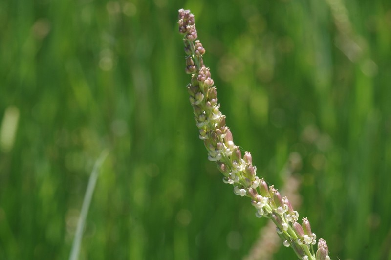 Seaside Arrowgrass photo 8
