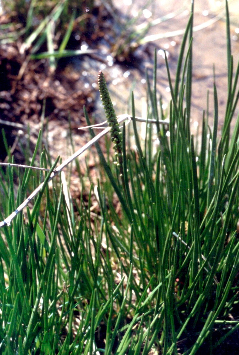 Seaside Arrowgrass