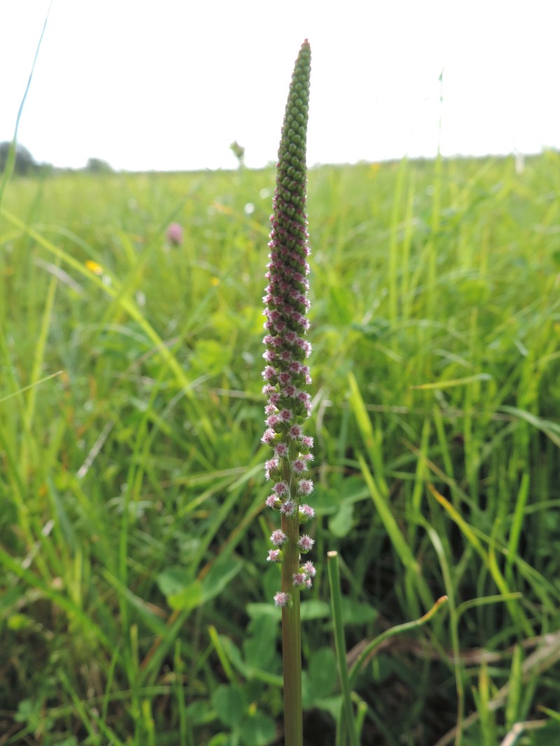 Seaside Arrowgrass photo 2