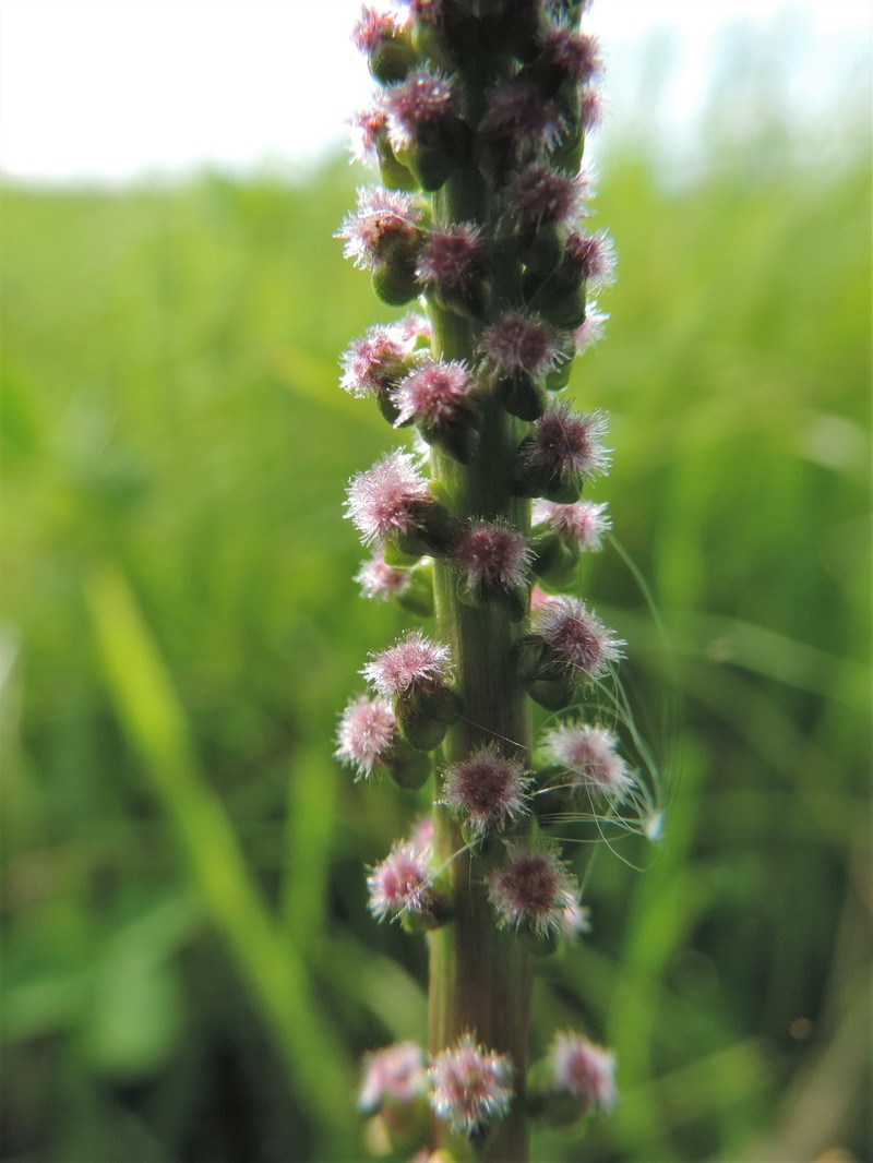 Seaside Arrowgrass photo 3