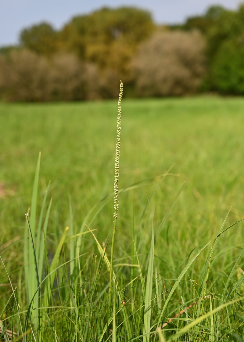 Seaside Arrowgrass photo 4