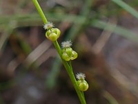 Marsh Arrowgrass
