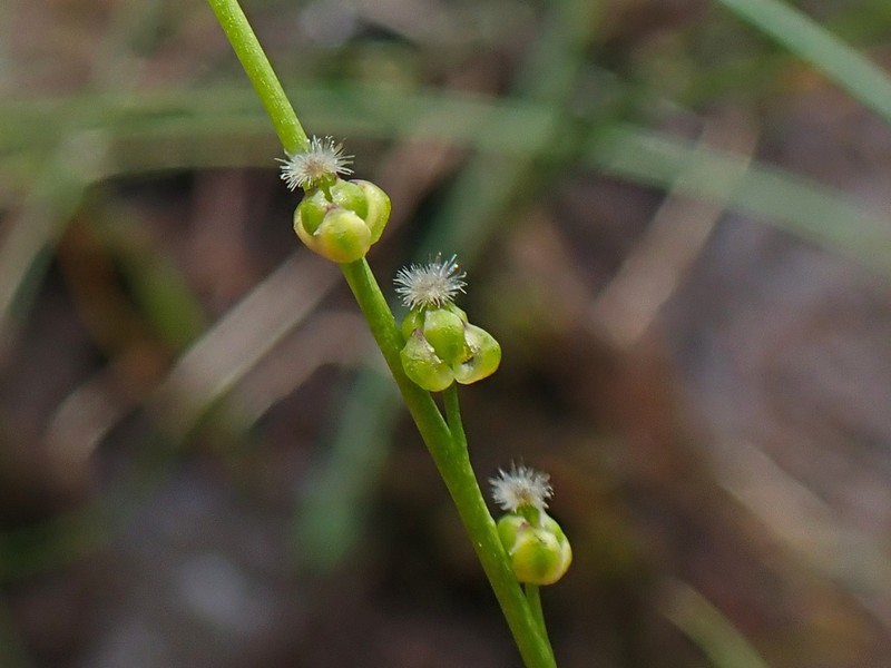 Marsh Arrowgrass