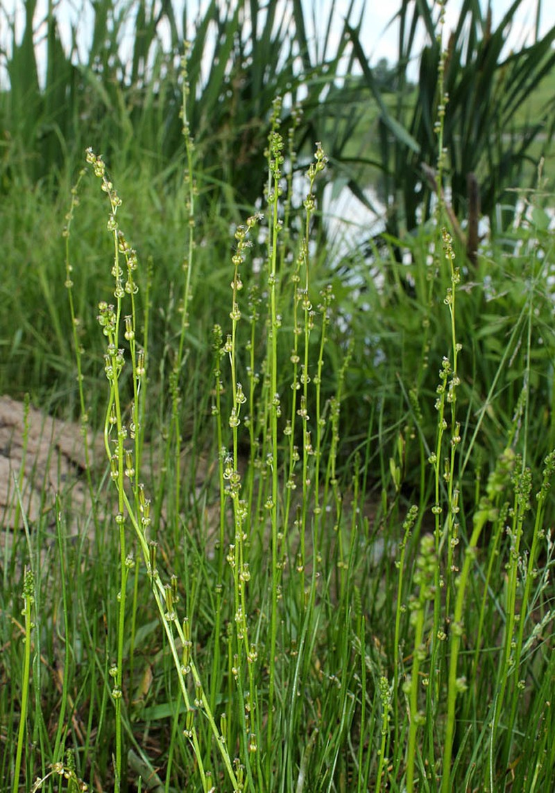 Marsh Arrowgrass photo 2