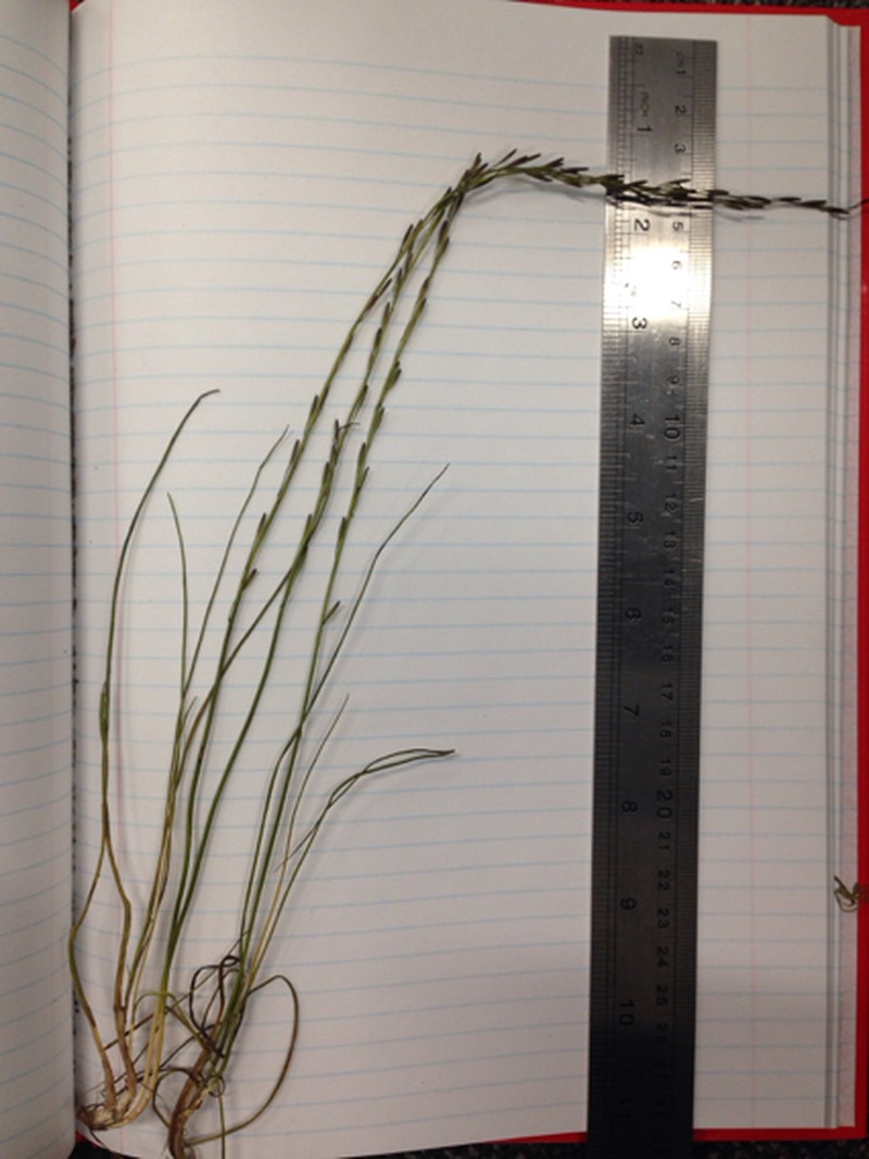 Marsh Arrowgrass photo 3