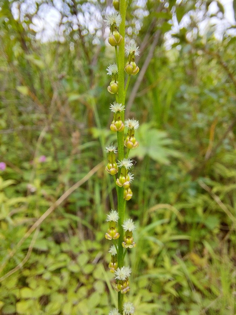 Marsh Arrowgrass photo 4
