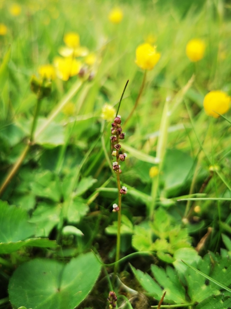 Marsh Arrowgrass photo 5