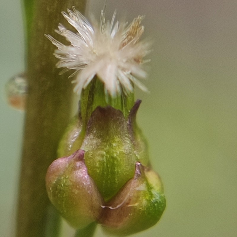 Marsh Arrowgrass photo 6