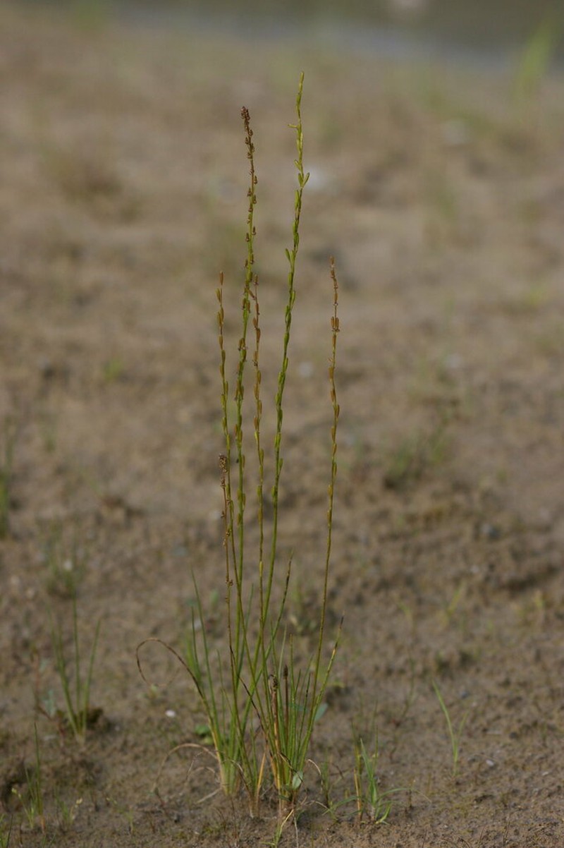 Marsh Arrowgrass photo 7