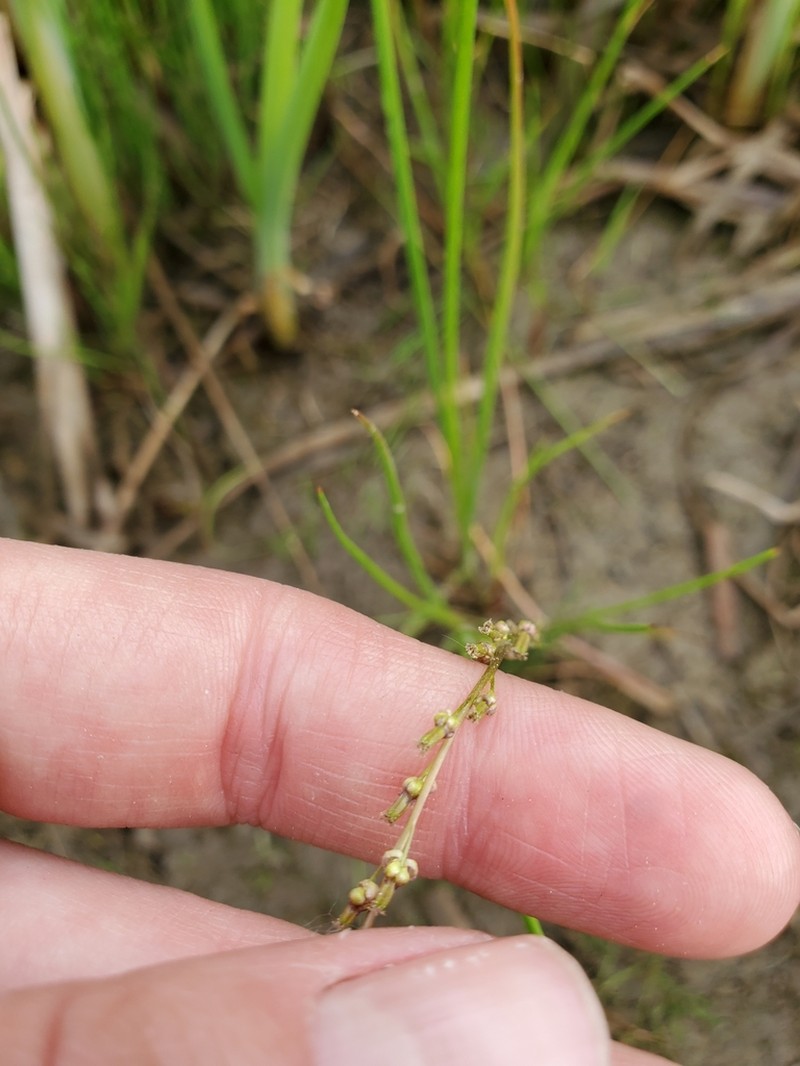 Marsh Arrowgrass photo 8