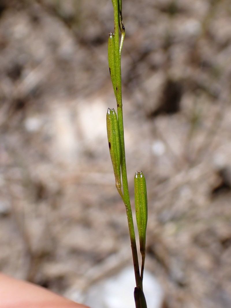 Marsh Arrowgrass photo 2