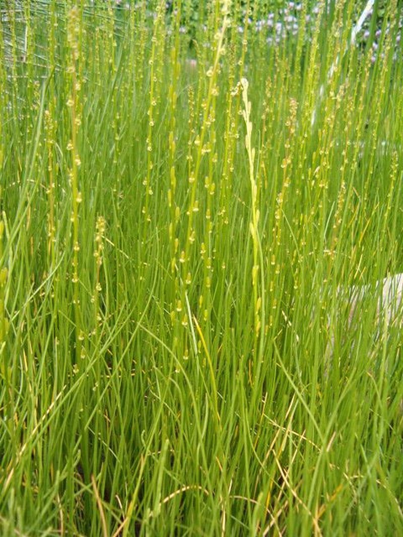 Marsh Arrowgrass