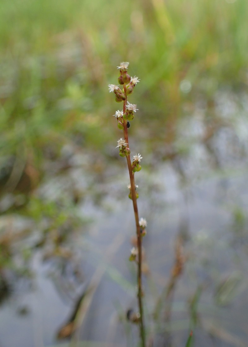 Marsh Arrowgrass photo 3
