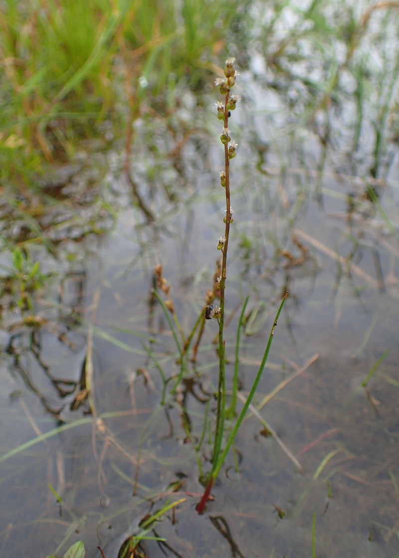 Marsh Arrowgrass photo 4