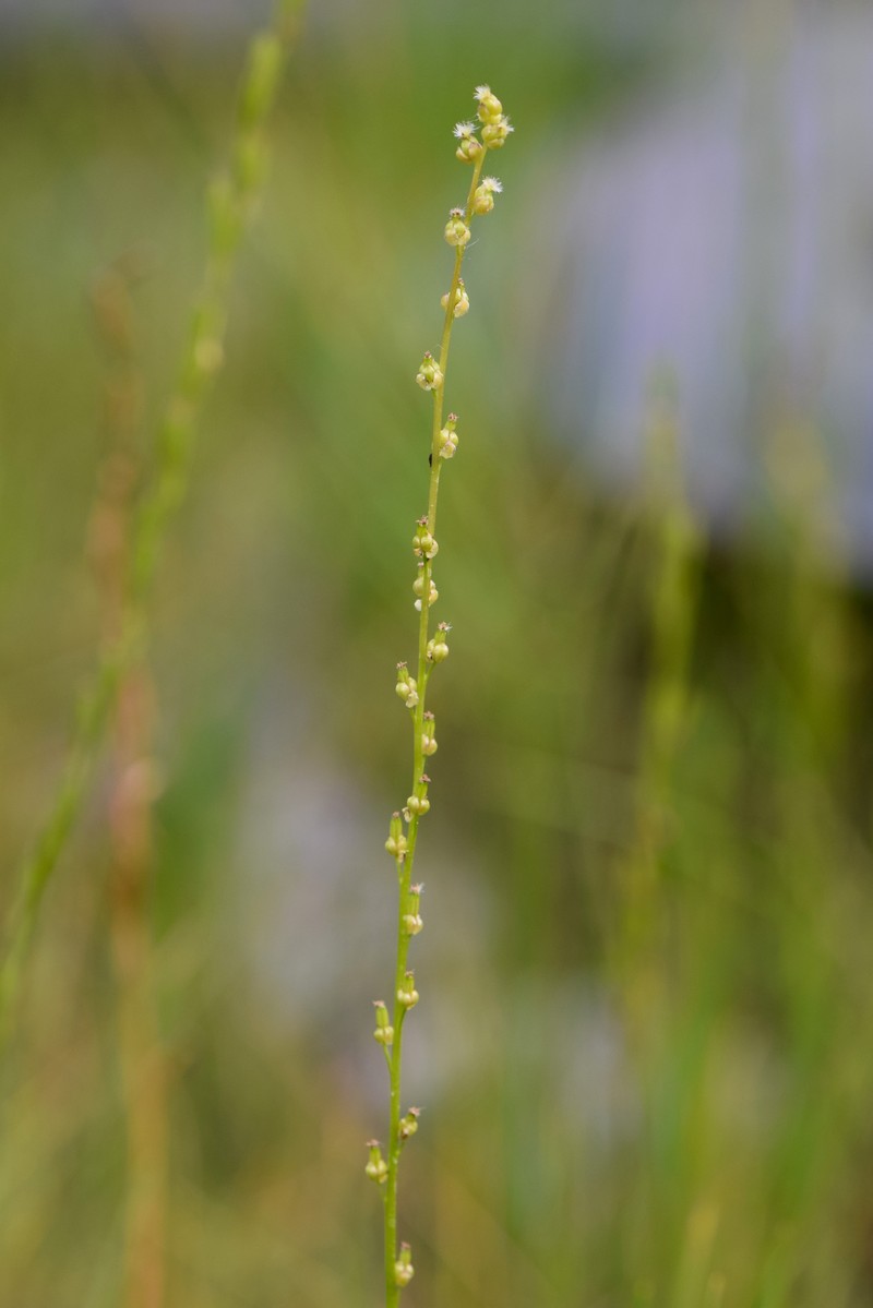 Marsh Arrowgrass photo 5
