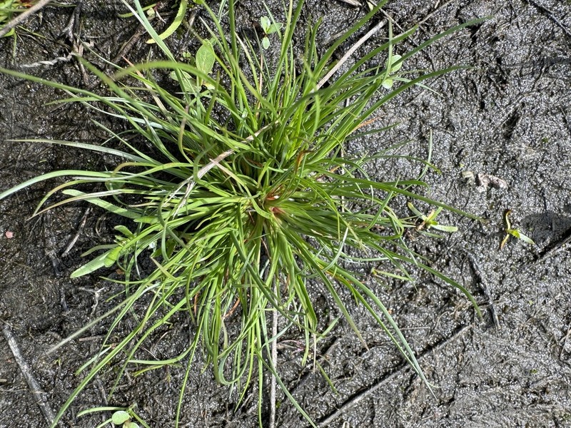 Awl-Leaf Lilaea