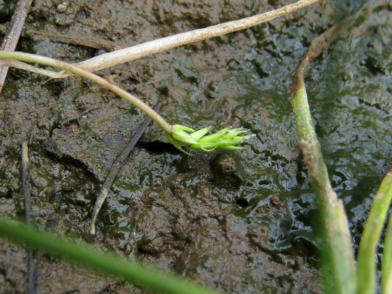Awl-Leaf Lilaea photo 2