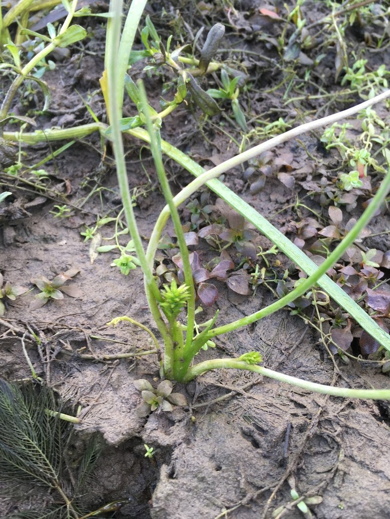 Awl-Leaf Lilaea photo 3