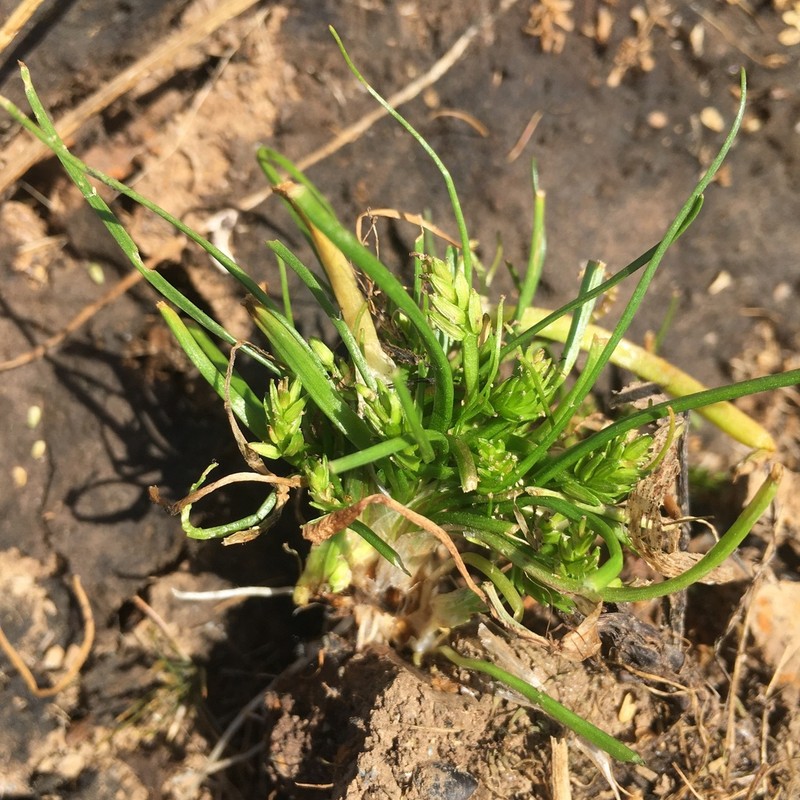 Awl-Leaf Lilaea photo 4