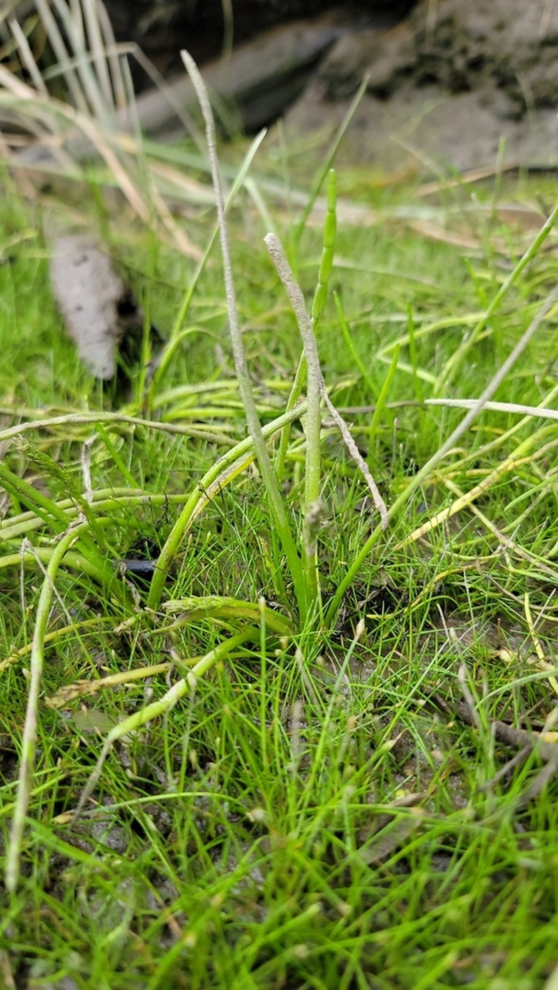 Awl-Leaf Lilaea photo 5