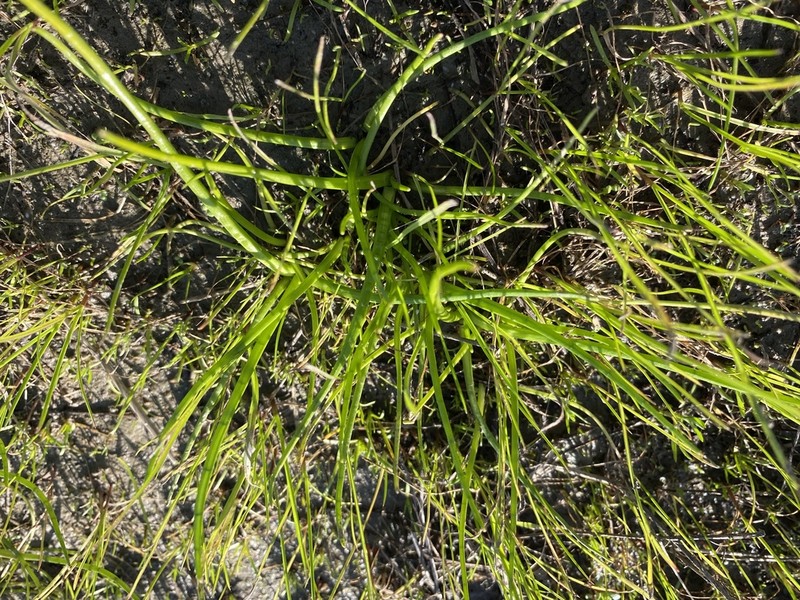 Awl-Leaf Lilaea photo 6