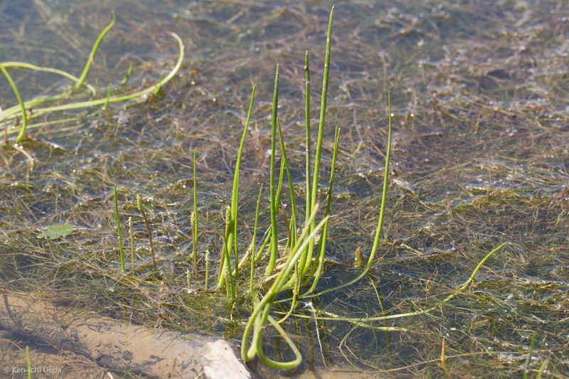 Awl-Leaf Lilaea photo 7