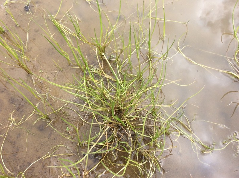 Awl-Leaf Lilaea photo 8