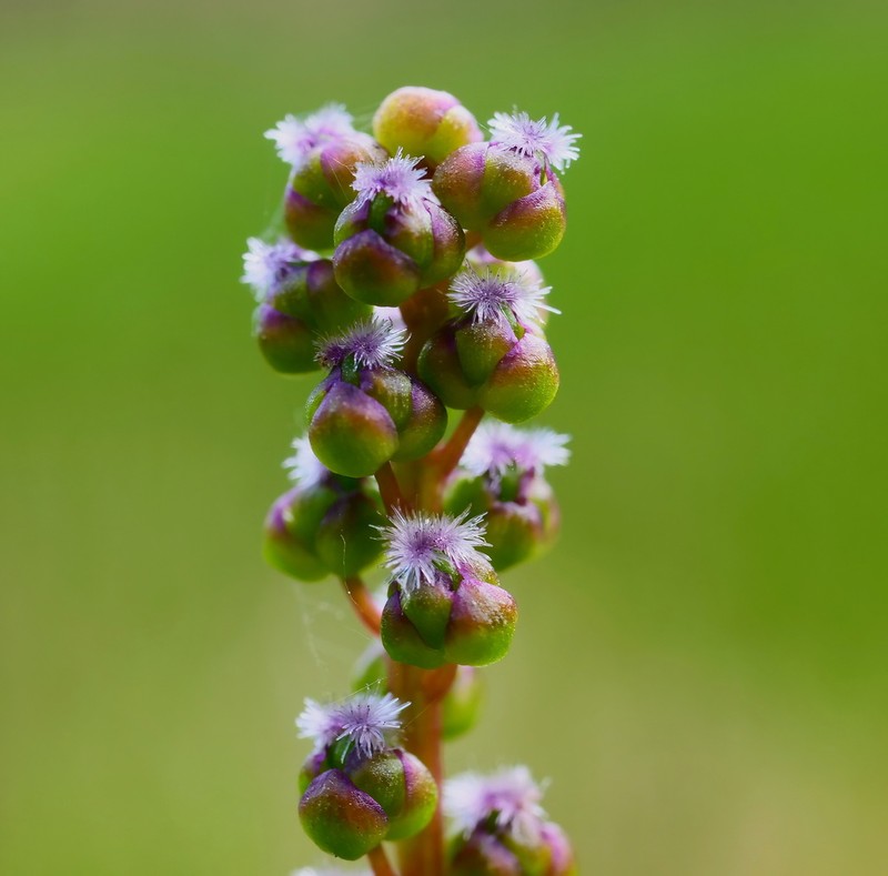 Three-Rib Arrowgrass photo 3